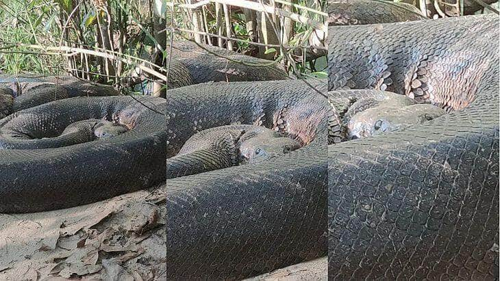 Cobra gigante foi flagrada em Bonito MS .