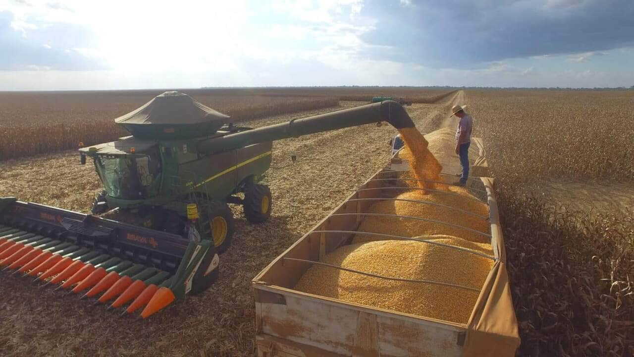 Mato Grosso em destaque! 9 Colheita de milho