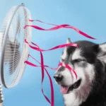 Cuidados essenciais com os animais domesticos em meio ao calor extremo de Mato Grosso