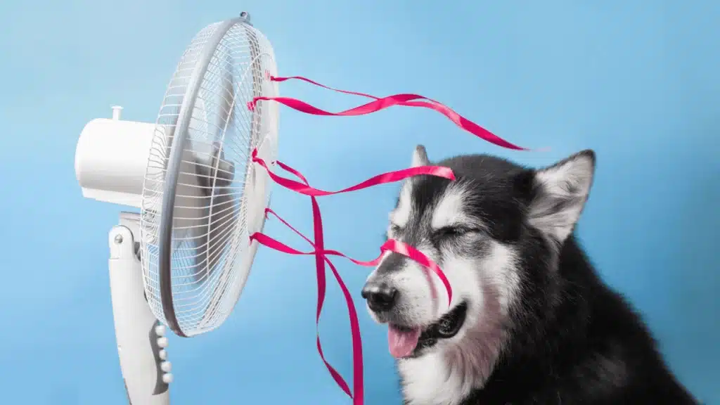 Cuidados essenciais com os animais domesticos em meio ao calor extremo de Mato Grosso