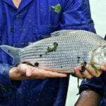 Desmatamento ameaça fonte de alimento de espécie de peixe em Mato Grosso