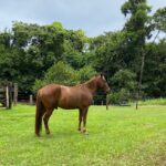 Exame de mormo para transporte de equinos deixa de ser obrigatório em Mato Grosso