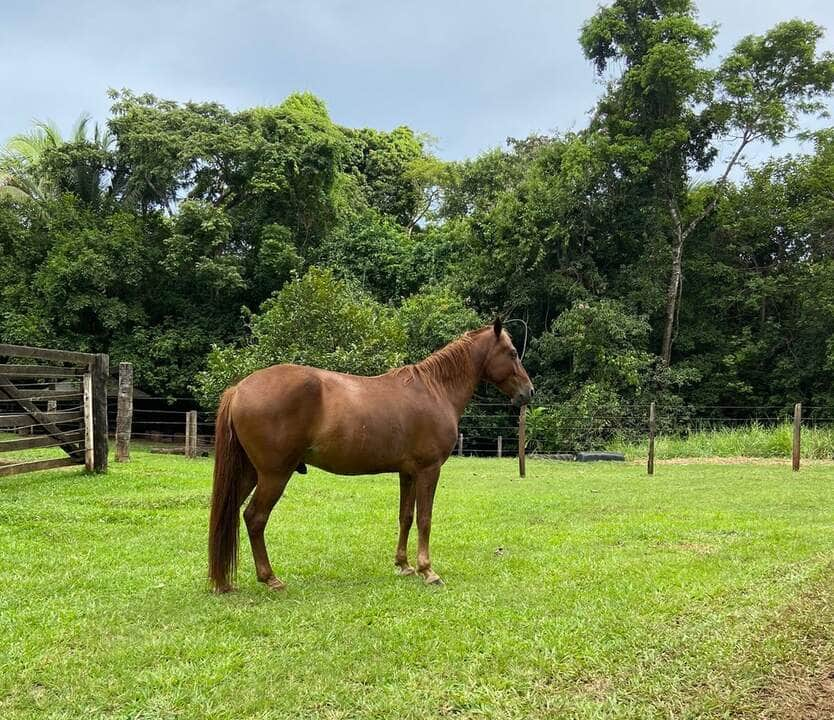 Exame de mormo para transporte de equinos deixa de ser obrigatório em Mato Grosso