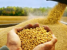 Exportação impulsiona esmagamento de soja em Mato Grosso