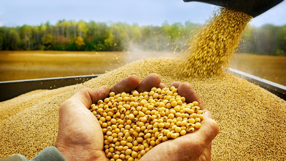 Exportação impulsiona esmagamento de soja em Mato Grosso