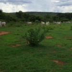 Fazendeiro e preso por explorar areas desmatadas em cidade de Mato Grosso