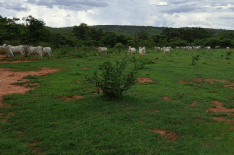 Fazendeiro e preso por explorar areas desmatadas em cidade de Mato Grosso