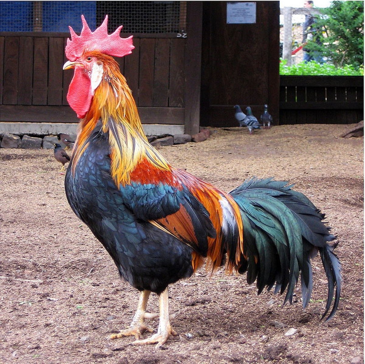 O galo (Gallus gallus) é o macho da galinha, comumente tratado como um animal heráldico.