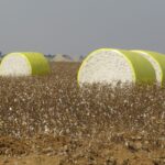 colheita de algodão em Mato Grosso