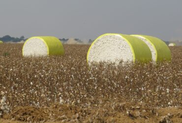 colheita de algodão em Mato Grosso