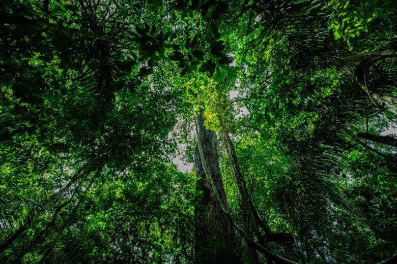 Inpe aponta reducao de 26 no desmatamento na Amazonia Legal de MT em marco scaled 1