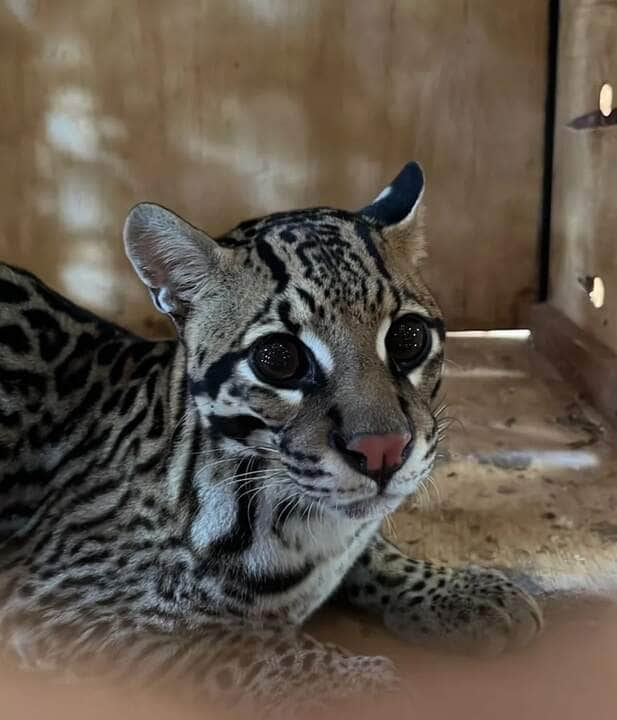 A jaguatirica possui uma distribuição geográfica histórica ampla, ocorrendo desde Louisiana e Texas, nos Estados Unidos, até o Peru e norte da Argentina. Atualmente, ainda ocorre no Texas, desde o México e América Central até ao norte da Argentina, apesar de não mais ocorrer na província de Entre Ríos.