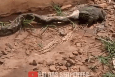 A jararaca é considerada a serpente peçonhenta mais comum encontrada na Mata Atlântica. Pode atingir em média 1,2 metros de comprimento.