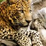 O leopardo também conhecido informalmente pela denominação de "onça" em Angola