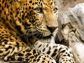 O leopardo também conhecido informalmente pela denominação de "onça" em Angola