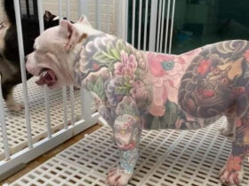 Mato Grosso proíbe tatuagens e piercings estéticos em animais