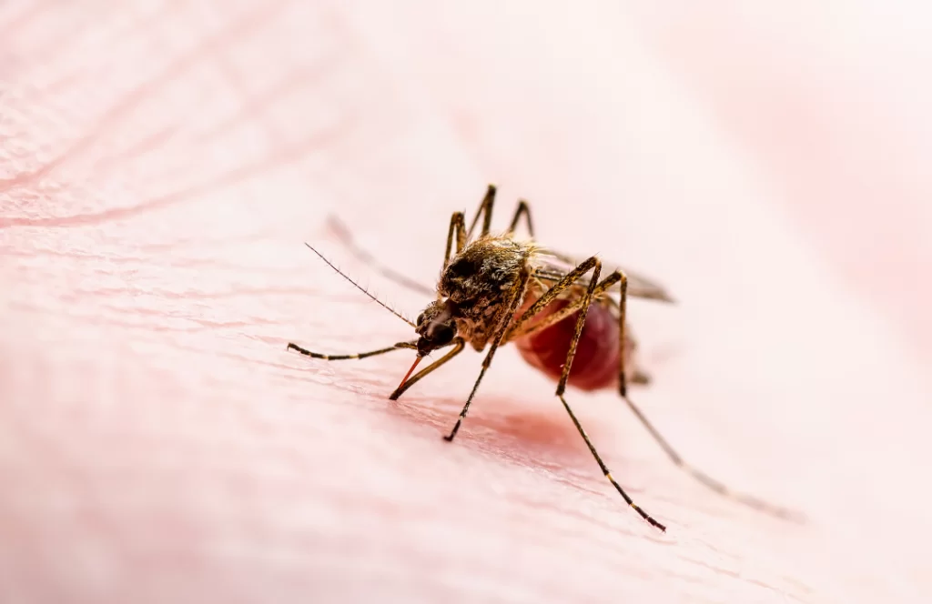 Minusculos mosquitos palha infectados transmitem a Leishmania ao picar pessoas ou animais como caes ou roedores