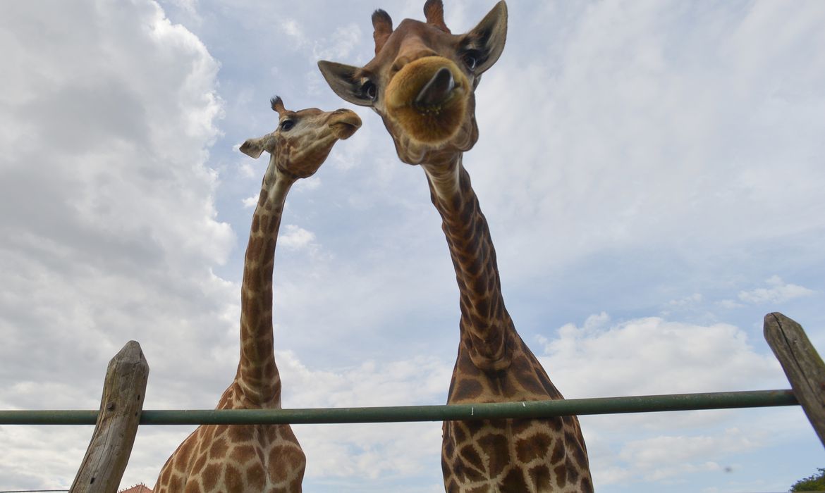 Morre quarta girafa importada ilegalmente da Africa do Sul