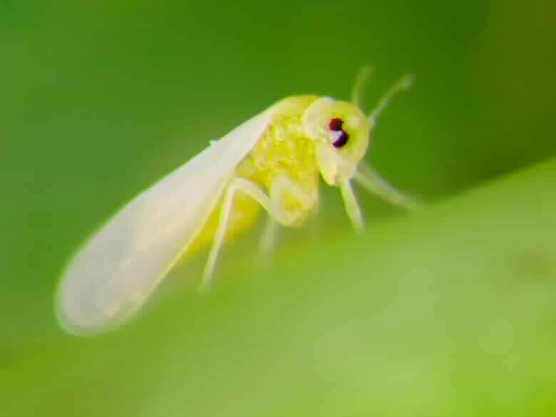 Mosca-branca nas plantas, veja como acabar com elas