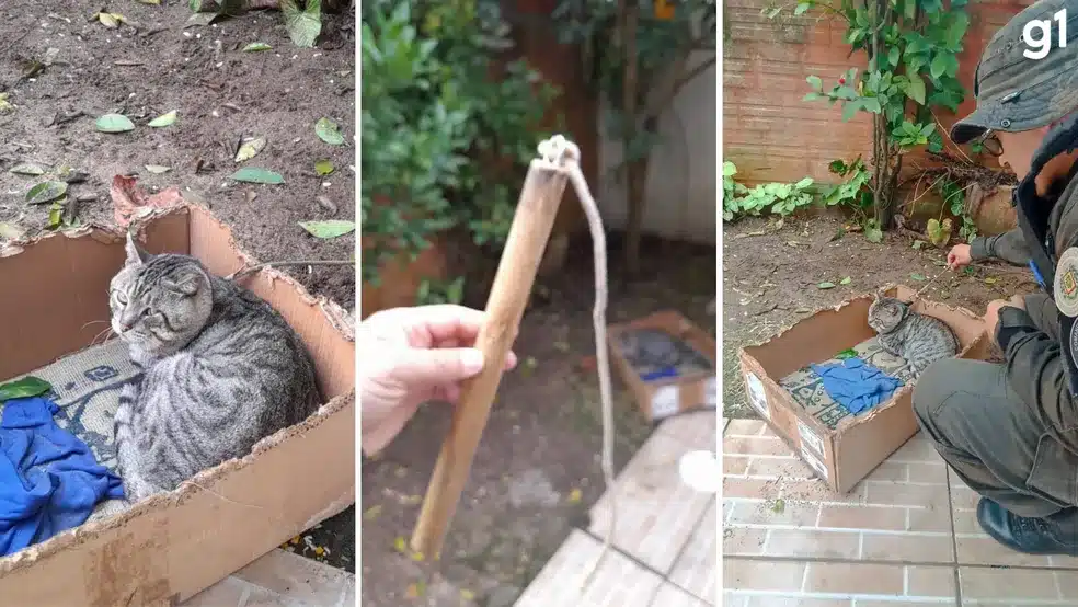 Mulher e flagrada espancando gato com chicote em Cachoeira do Sul