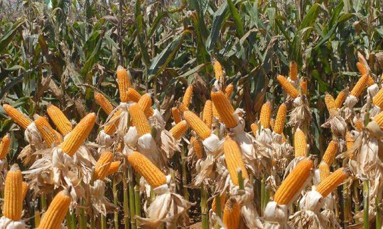 Novo bioinseticida combate pragas nas lavouras de soja milho e algodao 2021 02 03 065453