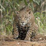 Onça-pintada a rainha do Pantanal, mostra sua sutileza ao nadar tranquilamente nas águas do Pantanal.