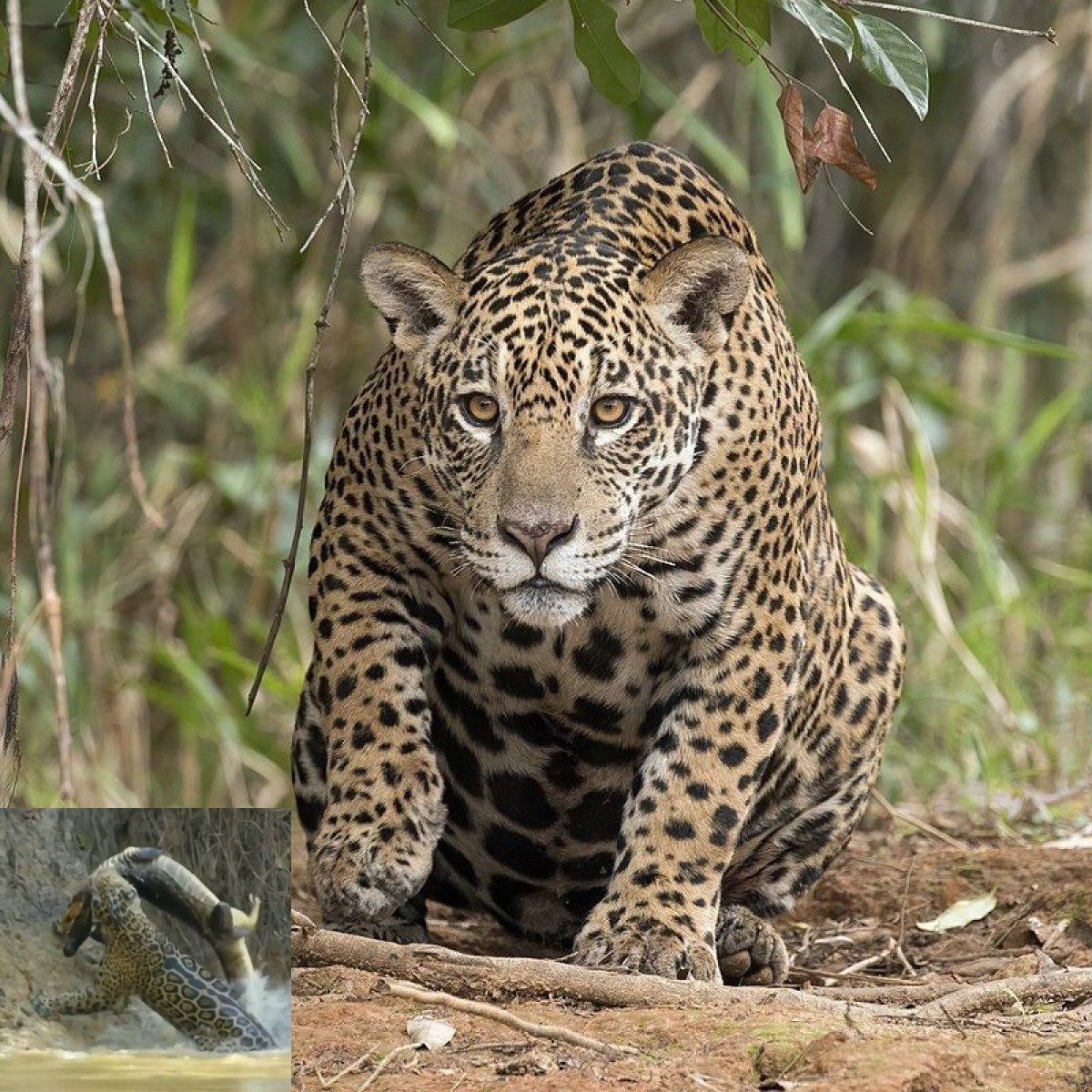 O que dá a esses animais, a possibilidade de perfurar facilmente casco de tartarugas e crânios de suas presas.