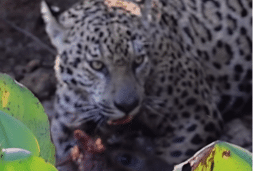 Nas imagens feitas pelo guia de turismo, fotógrafo e cinegrafista Valter Patrial, é possível observar que a capivara estava curtindo um momento de lazer as margens de um rio, quando a onça a ataca sem piedade.