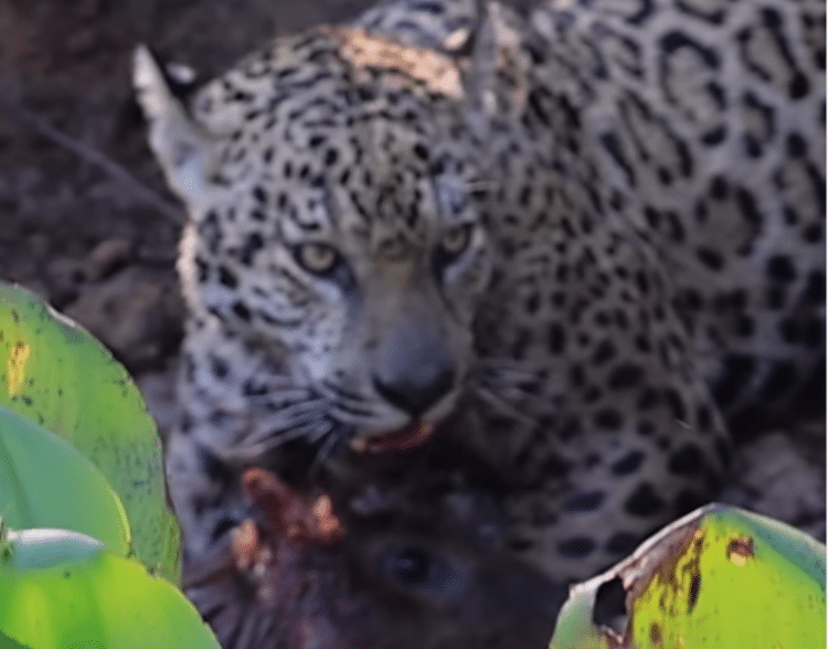 Nas imagens feitas pelo guia de turismo, fotógrafo e cinegrafista Valter Patrial, é possível observar que a capivara estava curtindo um momento de lazer as margens de um rio, quando a onça a ataca sem piedade.