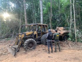 Operacao Amazonia desmobiliza extracao ilegal de madeira dentro de reserva em Mato Grosso