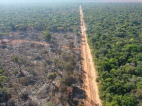 Operação integrada resulta na aplicação de R$ 325 mil em multas ambientais em Mato Grosso