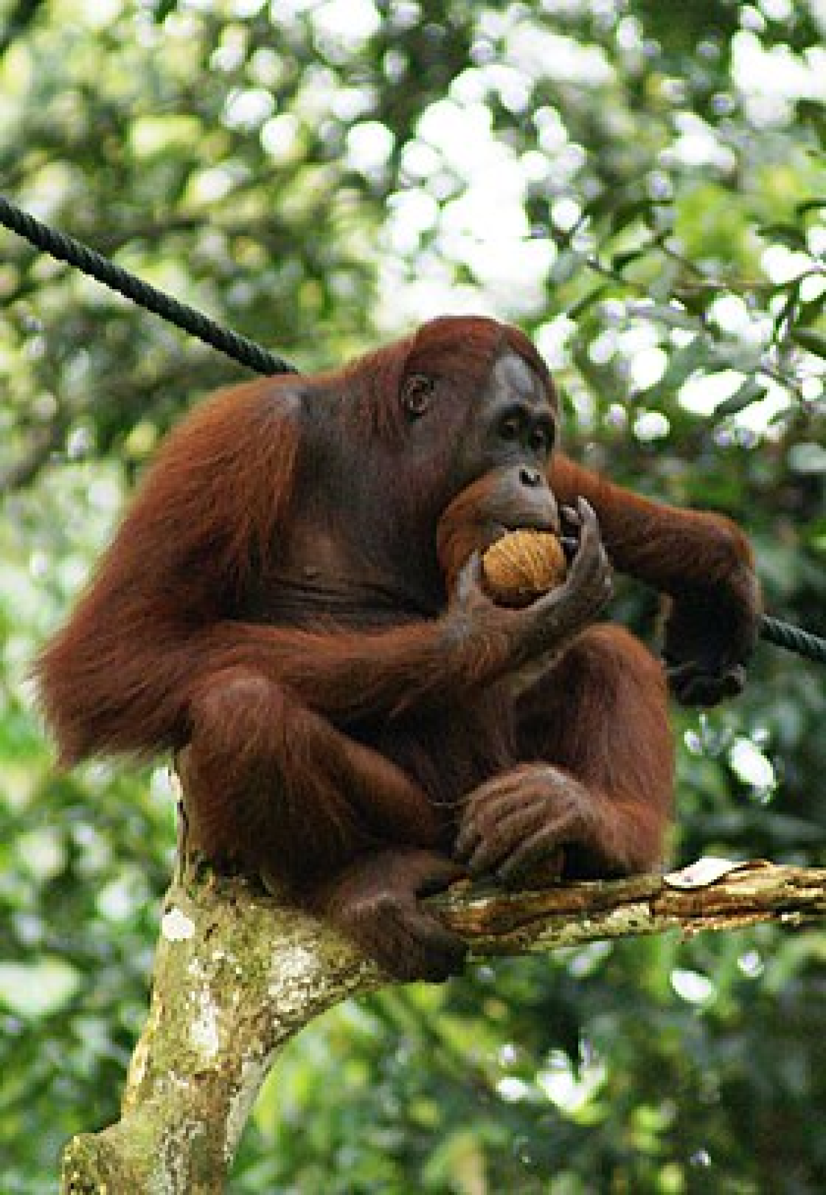 Os orangotangos têm um corpo grande e volumoso, um pescoço grosso, braços muito longos e fortes, pernas curtas e arqueadas e sem cauda.