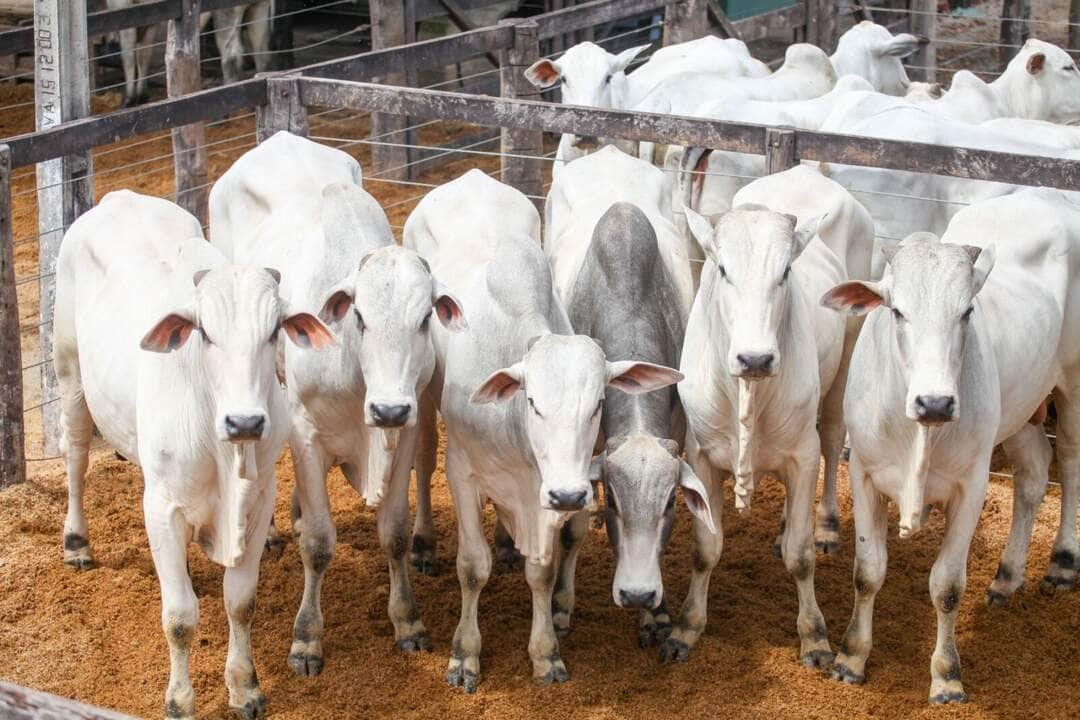 Polícia de Mato Grosso e Piauí cumprem mandados contra grupo envolvido em golpes na compra e venda de gados