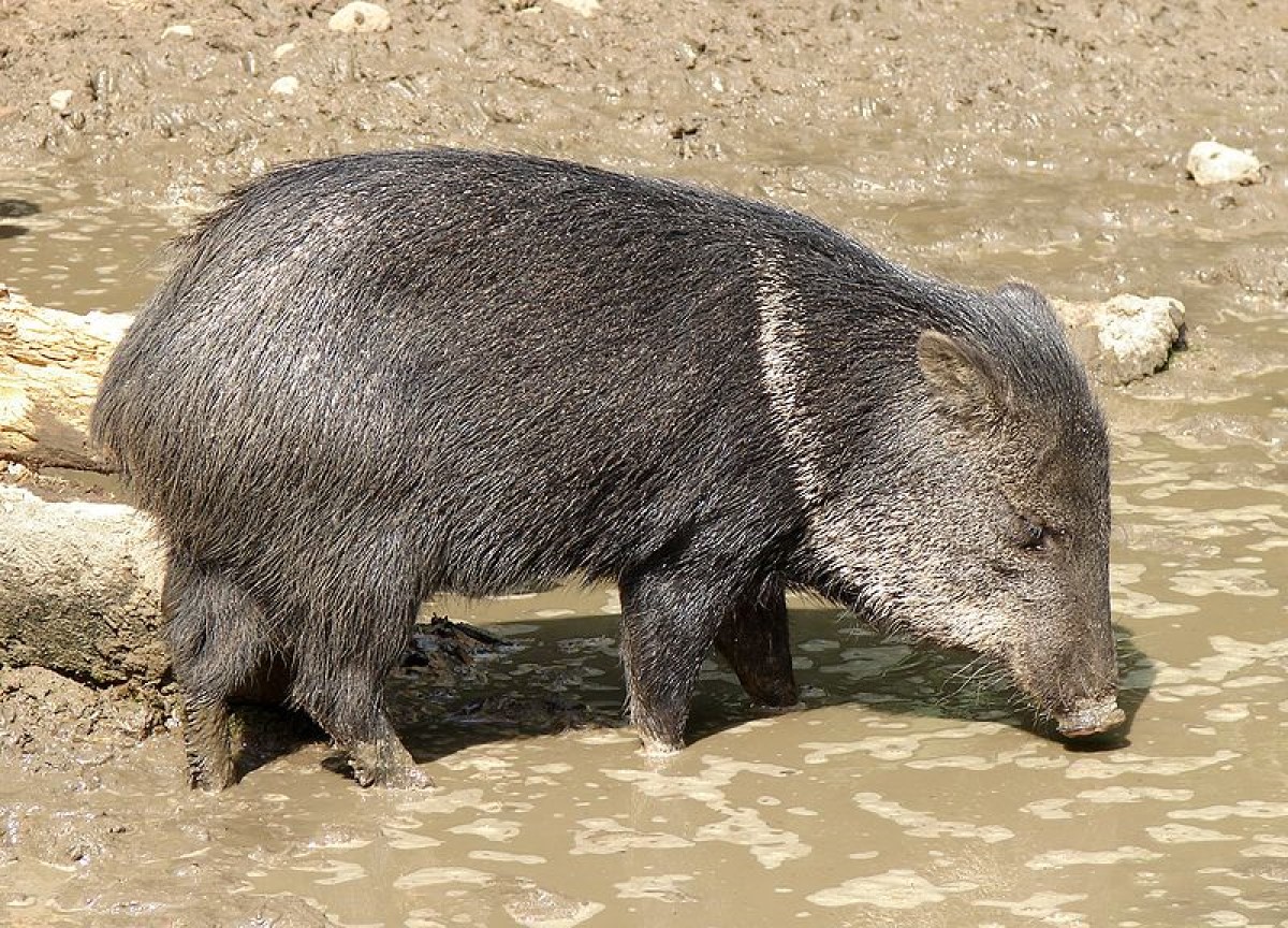 Em condições naturais, os hábitos alimentares dos caititus são determinados de acordo com a disponibilidade de alimento.