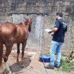 Policia Civil de Mato Grosso orienta sobre protecao a animais domesticos