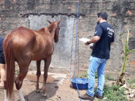 Policia Civil de Mato Grosso orienta sobre protecao a animais domesticos