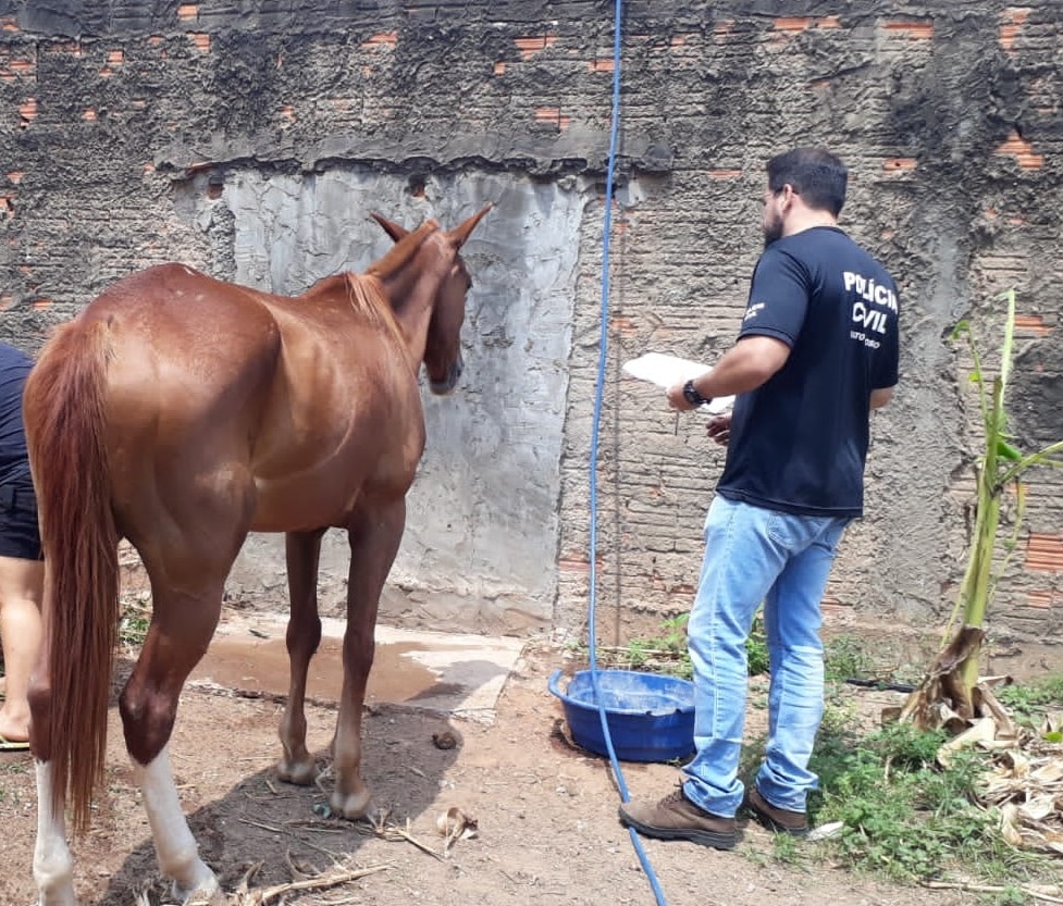 Policia Civil de Mato Grosso orienta sobre protecao a animais domesticos