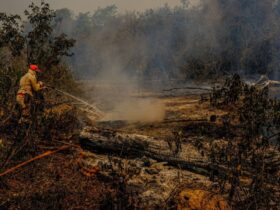 Proprietarios de fazenda em Mato Grosso terao que preservar area atingida por queimada por 15 anos