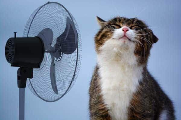 Quatro animais morrem devido ao calor extremo