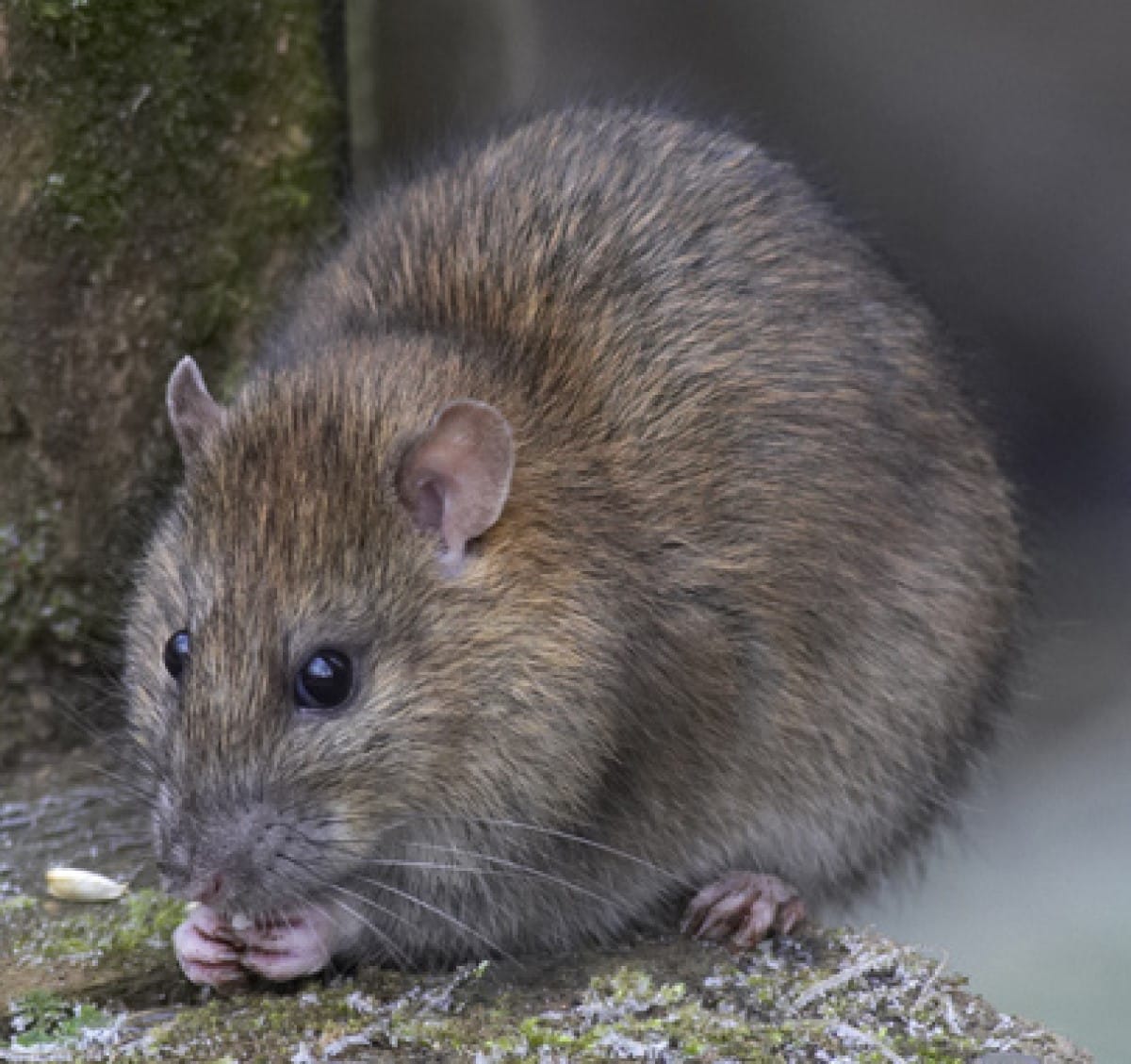 Os ratos tem capacidade de construir complexos de tocas na natureza ou em ambiente humano. Estas tocas costumam ter longas entradas e estão equipados com túneis/rotas de fuga. 
