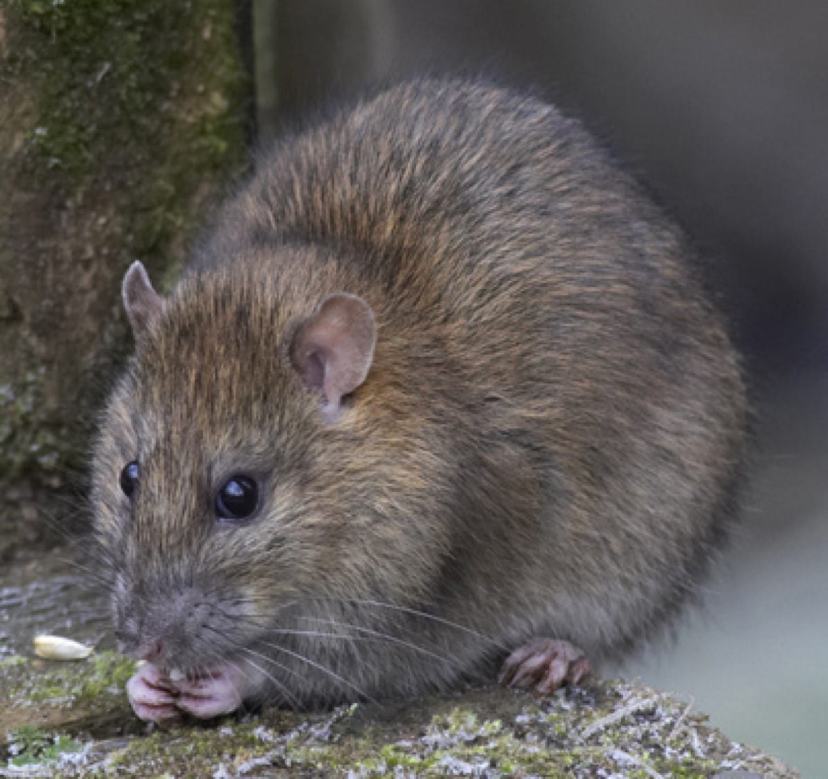 Os ratos domésticos possuem comportamentos furtivos, onde podem invadir casas e despensas de comida.