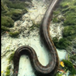 De habito semiaquático, as cobras sucuris (Eunectes) são endêmicas da América do sul e podem ser divididas em quatro espécies