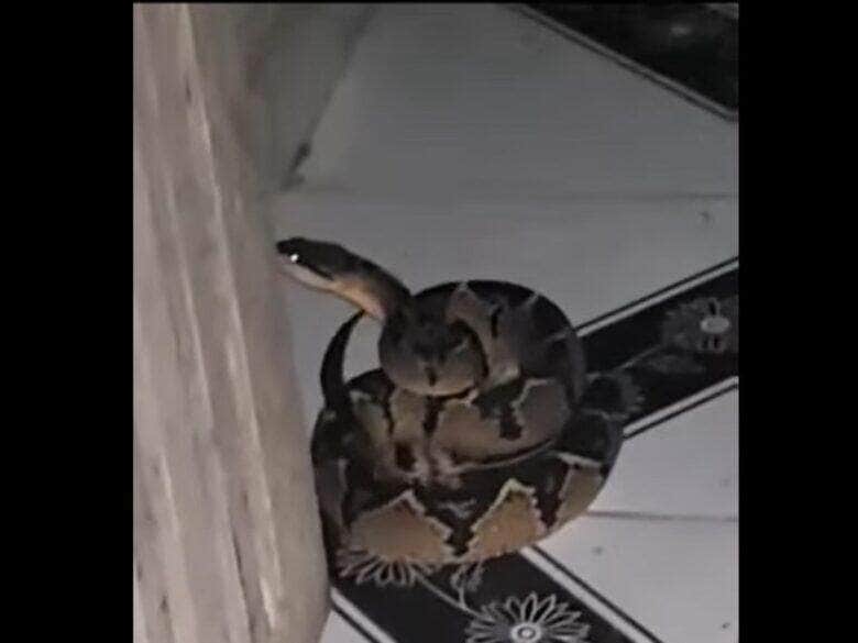 Acidentes com serpentes do gênero Lachesis são chamados acidentes laquéticos. Representam cerca de 1,4% dos acidentes que ocorrem por ano no Brasil.
