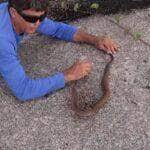 A jararaca é considerada a serpente peçonhenta mais comum encontrada na Mata Atlântica. Pode atingir em média 1,2 metros de comprimento.