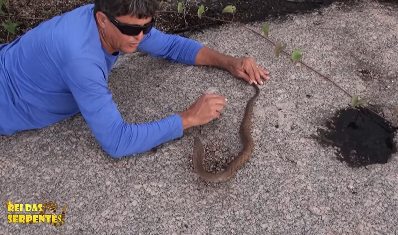 A jararaca é considerada a serpente peçonhenta mais comum encontrada na Mata Atlântica. Pode atingir em média 1,2 metros de comprimento.