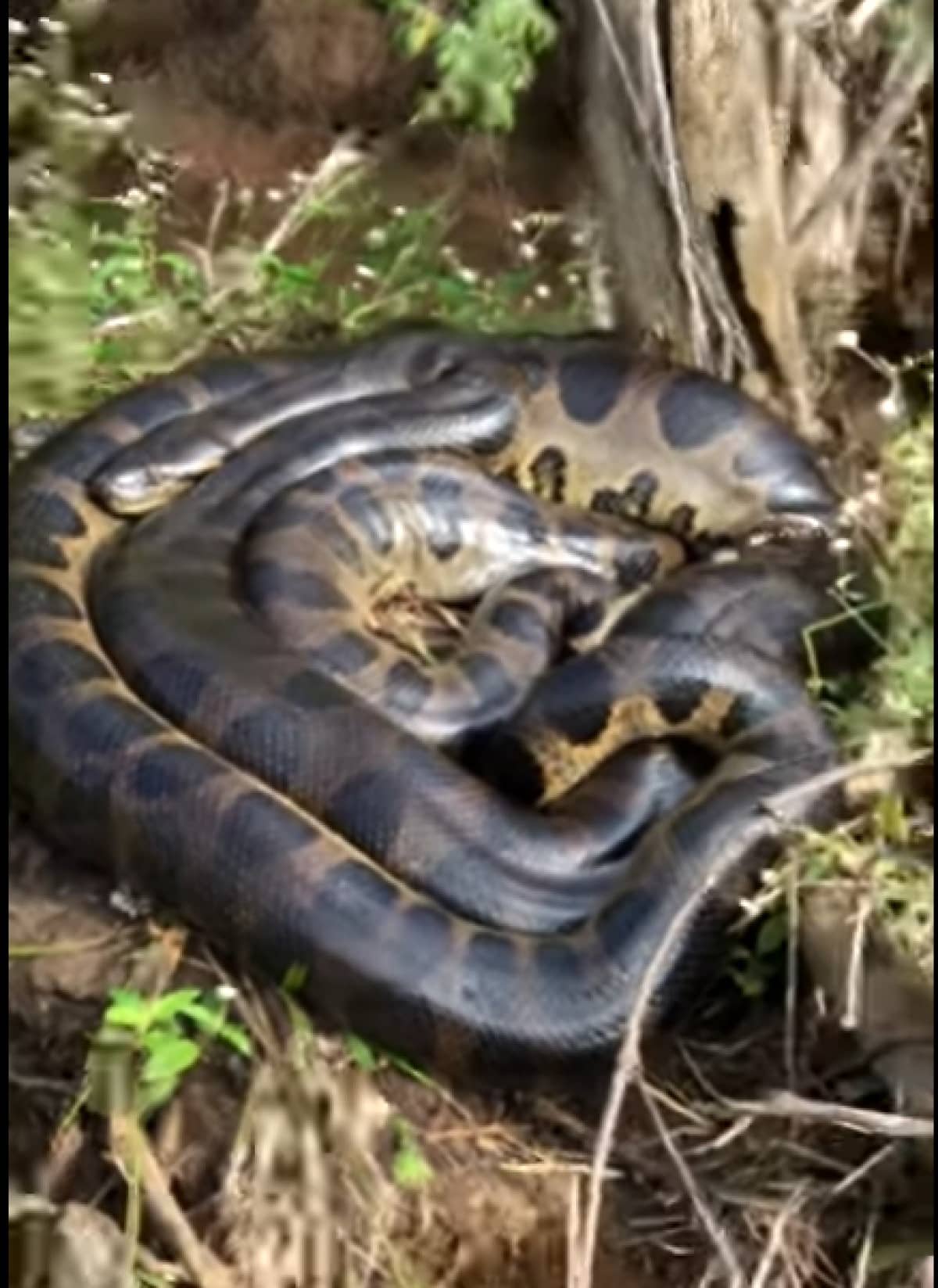 Tudo sobre cobra sucuri: conheça melhor essa espécie