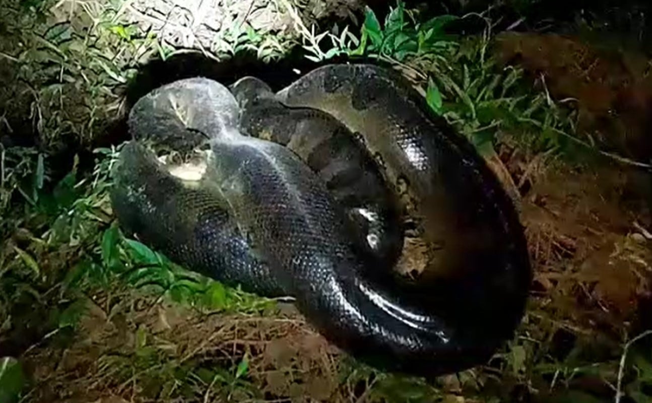Uma das principais características das cobras sucuris, além do tamanho que chama a atenção, é o dimorfismo sexual, ou seja, nas quatro espécies, as fêmeas são maiores que os machos.