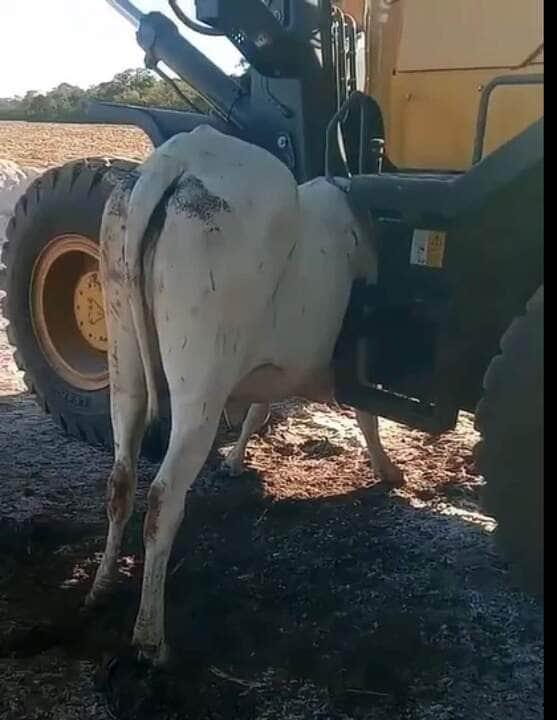 A espécie é um ruminante, ou seja, regurgita o alimento para a boca após sua ingestão, onde é novamente mastigado e deglutido.