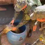 Cobra sucuri resgatada pelo Batalhão Ambiental em Várzea Grande