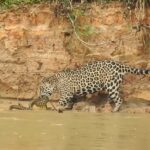 Uma batalha implacável entre duas grandes feras do Pantanal foi gravada pelo guia turístico Paulo Boute. Uma onça lutando contra uma cobra sucuri. Confira no vídeo abaixo.